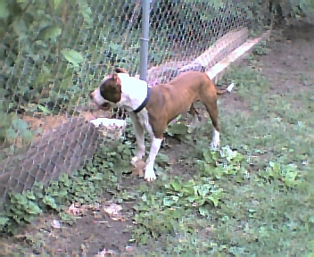 amstaff2.jpg